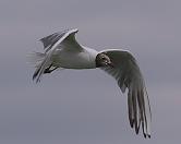 Ecouter les chants et les cris de la Mouette rieuse, Larus ridibundus